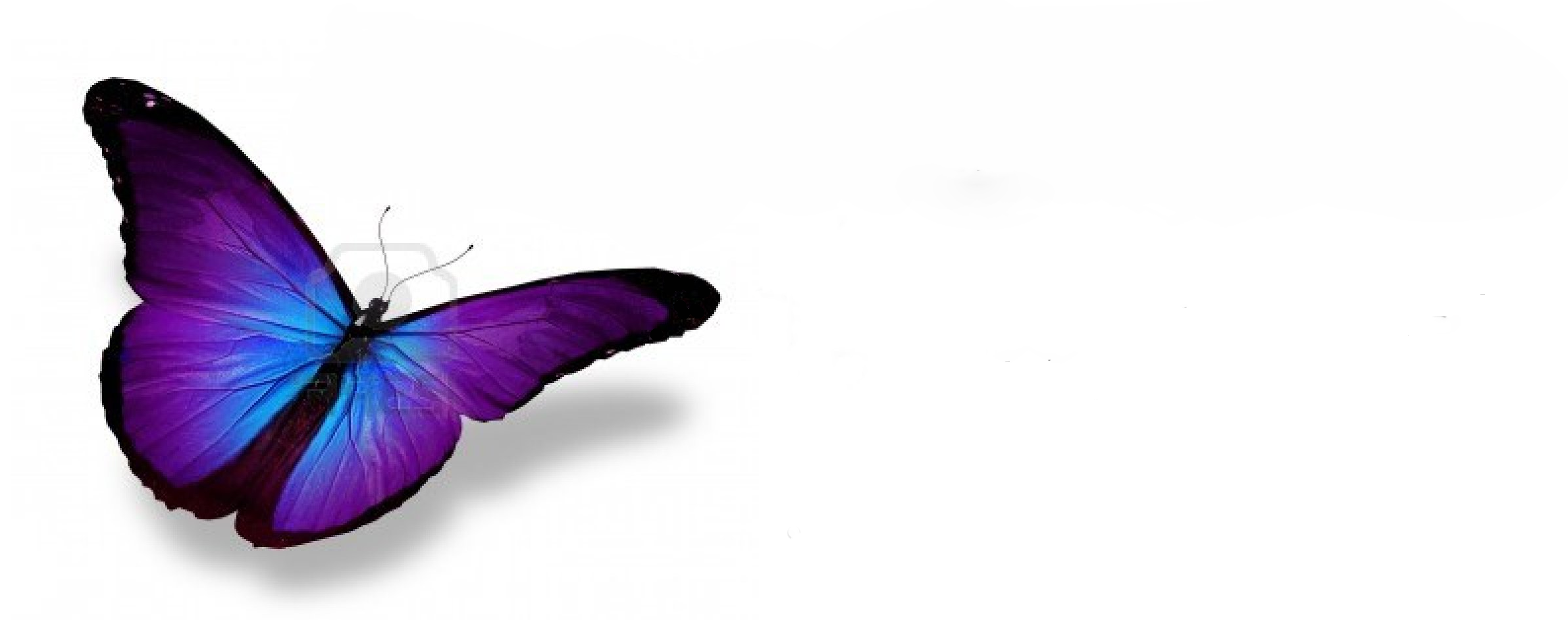 sdq.fr